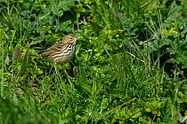Meadow Pipit (Anthus rubescens) West France, Vende, january