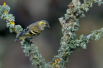 Eurasian siskin (Carduelis spinus) on a branch with lichens, West France, March