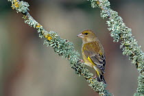 European Greenfinch (Carduelis chlorus) on a branch with lichens, West France, March