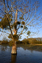 Poplar tree (Populus) covered in Mistletoe (Viscum album) and surrounded by water of  Lake Grandlieu in winter, West France