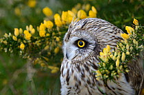 Short-eared Owl (Asio flammeus) in a bush Gorse (Ulex) flower, Breton Marsh, West France, March
