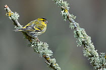 Eurasian siskin (Carduelis spinus) male, on a branch with lichens, West France, March