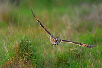 Long-eared Owl (Asio otus)  flying low over Breton Marsh, West France, April