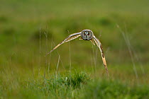Long-eared Owl (Asio otus) flying low over Breton Marsh, West France, April