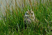 Short-eared Owl (Asio flammeus) hidden in grass, Breton Marsh, West France, April