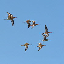 Black-tailed Godwit (Limosa limosa) flock flying, Breton Marsh, France, April