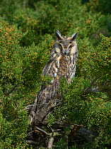 Long-eared Owl (Asio otus) in a bush, Breton Marsh, West France, April