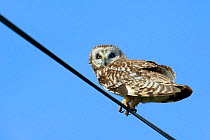 Short-eared Owl (Asio flammeus) on a telephone wire, Breton Marsh, West France, April