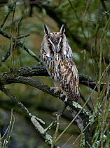 Long-eared Owl (Asio otus) on a branch, Breton Marsh, West France, April