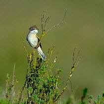 Common Whitethroat (Sylvia communis) on a branch, Vendée, West France, April