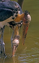 Lesser adjutant storks (Leptoptilos javanicus) feeding, Phnom Tamao Zoo and Wildlife Rescue Centre, Cambodia. Captive. Vulnerable species.