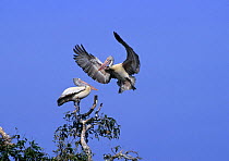 Spot-billed pelicans (Pelecanus phillippensis) landing on tip of a tree branch, Prek Toal Bird Reserve, Tonle Sap, Cambodia