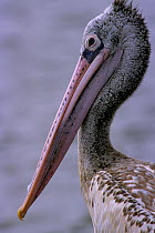 Spot-billed pelican (Pelecanus phillippensis) profile, Thailand. Captive.