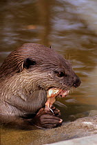 Smooth-coated Otter (Lutra perspicillata) feeding on fish. Phnom Tamao Wildlife Rescue Centre, Cambodia.