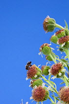 Flowering Mauna Loa / Ka'u silversword, (Argyroxiphium kauense) with bee feeding, endemic to the slopes of Mauna Loa volcano, Hawaii Volcanoes National Park, Big Island, Hawaii, U.S.A, Critically enda...