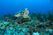 Hawksbill sea turtle (Eretmochelys imbricata) on sea floor, Tortuga Reef, Playa del Carmen, Cancun, Quintana Roo, Yucatan Peninsula, Mexico.