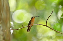 Hook-billed Hermit Hummingbird (Glaucis dohrnii) perched on branch, lowland Atlantic Southern Bahia Rainforest, at Estacao Veracel Natural Private Heritage (RPPN Estacao Veracel), municipality of Port...