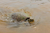 Green Turtle (Chelonia mydas) female swimming in shallows near beach, Concha Beach, municipality of Itacare, Southern Bahia State, Eastern Brazil.