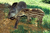 Brazilian Tapir (Tapirus terrestris) mother and baby, Emas National Park, Goias State, Cerrado region, Central Brazil. Vulnerable species.