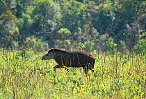 Brazilian Tapir (Tapirus terrestris) walking through habitat,  Emas National Park, Goias State, Cerrado region, Central Brazil.