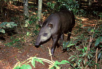 Brazilian Tapir (Tapirus terrestris) at Emas National Park, Goias State, Cerrado region, Central Brazil.