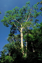 Brazilian rosewood (Dalbergia nigra) a rare and endangered tree of the Atlantic Rainforest, Vale Natural reserve, Espirito Santo State, Eastern Brazil.