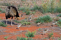 Greater Rhea (Rhea americana america) with chicks, Emas National Park, Goias State, Cerrado region, Central Brazil.