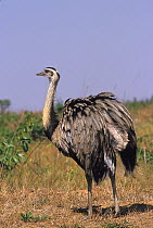 Greater Rhea (Rhea americana americana)  Emas National Park, Goias State, Cerrado region, Central Brazil.