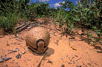 Three-banded Armadillo (Tolypeutes tricinctus) curled in to a defensive ball, cerrado of Piaui State, Northeastern Brazil.