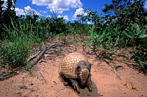 Three-banded Armadillo (Tolypeutes tricinctus) emerging from defensive ball, cerrado of Piaui State, Northeastern Brazil.