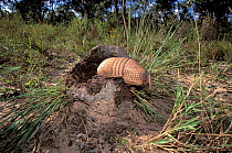 Three-banded Armadillo (Tolypeutes tricinctus) foraging in termite mound, cerrado of Piaui State, Northeastern Brazil.