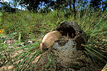 Three-banded Armadillo (Tolypeutes tricinctus) leaving termite mound, cerrado of Piaui State, Northeastern Brazil.