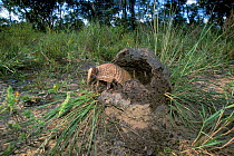 Three-banded Armadillo (Tolypeutes tricinctus) looking out of termite mound, cerrado of Piaui State, Northeastern Brazil.