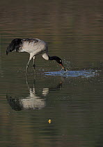 Black-necked crane (Grus nigricollis) catching fish, Napa Lake, Yunnan province, China