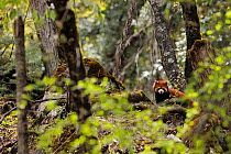 Red panda (Ailurus fulgens) in the forest zone, right under the Meili Snow Mountain, near the Minyong glacier, Meili Snow Mountain National Park, Yunnan, China