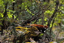 Red Panda (Ailurus fulgens) in forest, Meili Snow Mountain NP, Yunnan, China