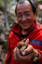 Tibetan monk with collected mushrooms, Black morels (Morchella elata) Meili Snow Mountain, Yunnan province, China