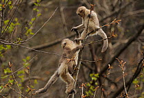 Yunnan Snub-nosed monkeys (Rhinopithecus bieti) interacting, Ta Chen NP, Yunnan province, China