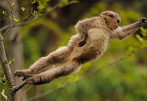 Yunnan Snub-nosed monkey,(Rhinopithecus bieti) jumping from tree to tree, Ta Chen NP, Yunnan province, China