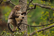 Yunnan Snub-nosed monkey (Rhinopithecus bieti) mother with baby, Ta Chen NP, Yunnan province, China