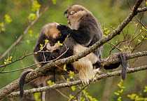 Yunnan Snub-nosed monkey (Rhinopithecus bieti) grooming a mother with a baby, Ta Chen NP, Yunnan province, China