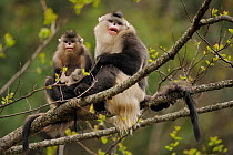 Yunnan Snub-nosed monkey (Rhinopithecus bieti) two adults, one with a baby, Ta Chen NP, Yunnan province, China