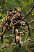 Yunnan Snub-nosed monkey (Rhinopithecus bieti) group with two adults and three babies, Ta Chen NP, Yunnan province, China
