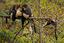 Yunnan Snub-nosed monkey (Rhinopithecus bieti) group with adults grooming, and a baby hanging from a branch, Ta Chen NP, Yunnan province, China