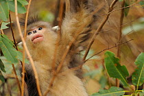 Yunnan Snub-nosed monkey (Rhinopithecus bieti) Ta Chen NP, Yunnan province, China