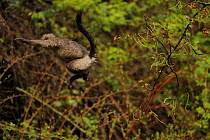 Yunnan Snub-nosed monkey (Rhinopithecus bieti) jumping from tree to tree, Ta Chen NP, Yunnan province, China