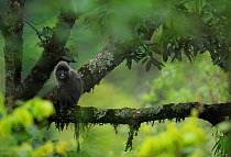 Phayre's Leaf monkey (Trachypithecus phayrei) Gaoligongshan NP, Yunnan province, China