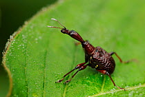 Endemic Giraffe beetle (Attelabidae sp) Gaoligongshan NP, Yunnan province, China