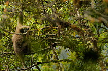 Western Hoolock Gibbon (Hoolock hoolock) Gaoligongshan NP, Yunnan province, China