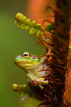 Gaoligongshan Tree Frog (Polypedates / Rhacophorus gongshanensis) in fern (Cibotium barometz) Gaoligongshan Mountains, Yunnan, China